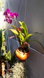 a plant in a pot sitting on a wall at Flow Garden Residence in Chiang Mai