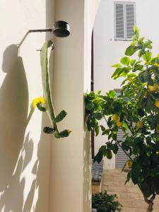 a plant next to a lamp with a cactus at Palazzo San Giovanni in Morciano di Leuca +92 photos