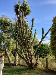 a cactus with white flowers in a garden at Hospedaje Cabaña Completa in Rivera