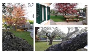 four different pictures of a tree and a bench at Apartments Villa Marittima in Izola