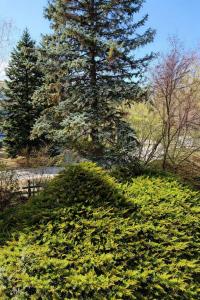 a large green bush in front of a pine tree at Csopaki promenade in Csopak