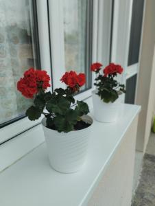 two red flowers in white pots sitting on a window sill at Cyclo Apartment Pinki in Bačka Palanka +14 photos