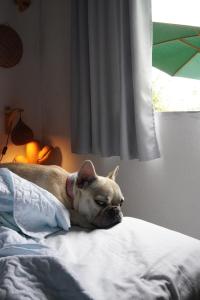 a dog laying on top of a bed at Casa de Mar - Praia do Sagi in Baía Formosa