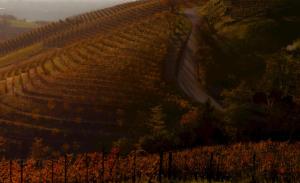 a vineyard on a hill with a dirt road at Relais dei Poderi Einaudi in Dogliani
