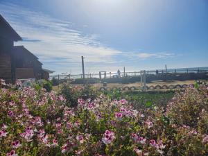 a field of flowers in front of a barn at Ilocavistamar in Iloca +6 photos