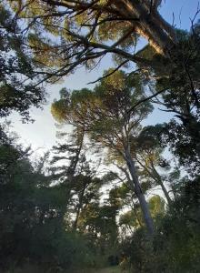 a forest of trees with the sky in the background at une halte templière in Trouillas