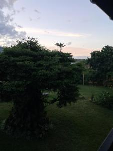 a view of a tree in a field at Hotel Anjara in Ambositra