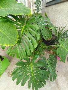 a group of green plants sitting next to a building at La casa de Napoli in Trelew