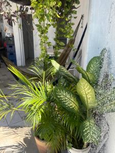 a bunch of plants in a pot next to a building at DK eventos in Teresina