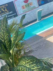 a plant sitting next to a swimming pool at DK eventos in Teresina