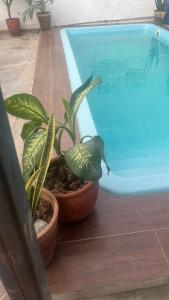 a potted plant sitting next to a swimming pool at DK eventos in Teresina