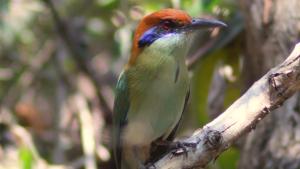 a colorful bird sitting on a tree branch at Mariposa - Casa Corazon Mazunte in Mazunte