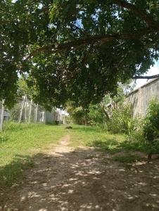 a dirt road in a yard with a tree at Renascer in São Pedro da Aldeia