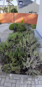 a garden with plants and flowers on a sidewalk at Casa da Falésia in Almada