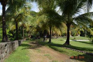 a dirt road with palm trees in a park at Jodokus Inn in Montezuma