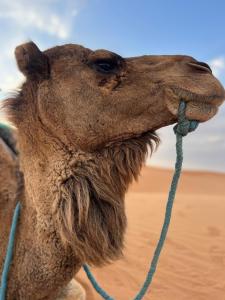 a close up of a camel in the desert at Camels house apartment in Adrouine