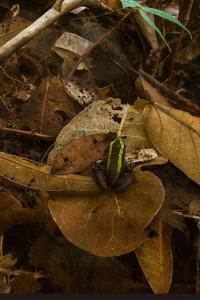 a green lizard sitting on top of a leaf at Posada el arrecife in Nuquí
