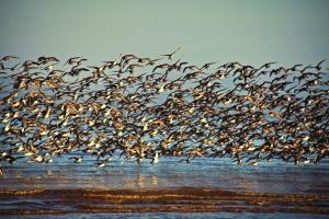 a flock of birds flying over the ocean at Little Dunbar in Dumfries