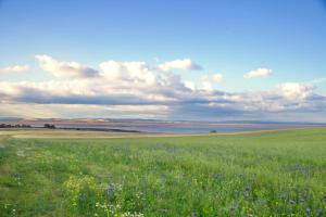 a field of flowers with the ocean in the background at Little Dunbar in Dumfries