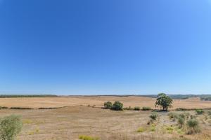 a field with a tree in the middle of it at mount of the two paths in Santiago do Cacém