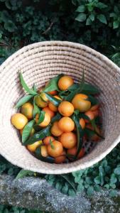 a basket filled with oranges and green leaves at PLAN SEA Guest House in Santa Margherita Ligure