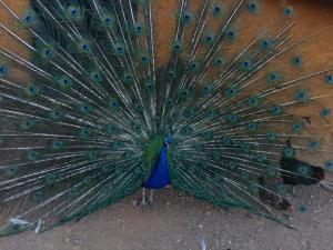 Foto dalla galleria di Quinta da Mina a Monsanto