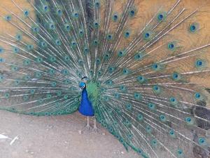 Foto dalla galleria di Quinta da Mina a Monsanto