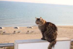 eine Katze, die an einer Wand in der Nähe des Strandes sitzt in der Unterkunft Dimore di Mare in Termoli