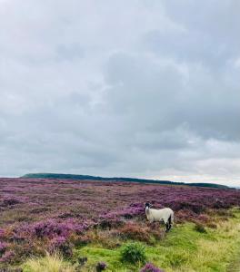 a sheep standing in a field with purple flowers at The Niblet Bonnie View Glamping Cabins, Helmsley in Carlton