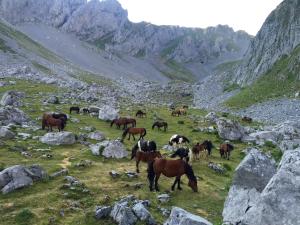 Állatok a kúriában vagy a közelben