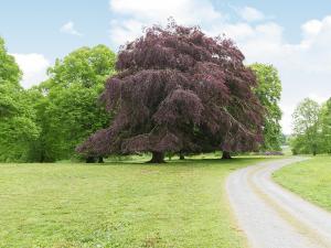 a large tree in a field next to a dirt road at Symbister Suite in Turriff