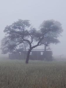 two trees in a field in the fog at Troupant - Luxury Bush Unit in Askham +2 photos