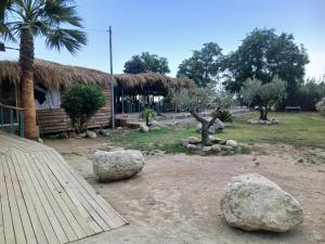 a yard with rocks and a house with a palm tree at d17 studio pietra in Mucchio