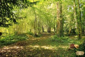 a wooded area with a path through a forest at Villa 10-14 guests - 180m2 - private forest - CDG 7min - Disney 20min in Claye-Souilly