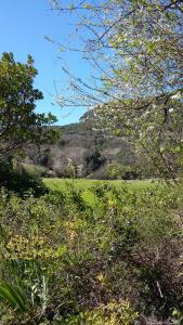 a green field with trees and a hill in the background at Ô Grézac in Lodève
