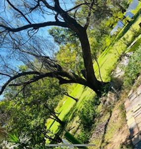 a tree in the middle of a grassy field at Folang Resort in Centurion