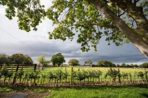 a vineyard with a fence and trees in a field at The Carriage in Kenton