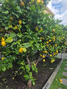 an orange tree with lots of oranges on it at B&B ALDA in Levanto
