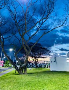 a tree sitting in a grassy field at night at Casa Verde in San Miguel