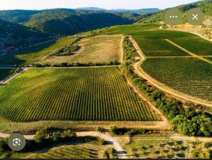 an aerial view of a vineyard with mountains in the background at Charmant appartement entre mer et vignes in Portel-des-Corbières +2 photos