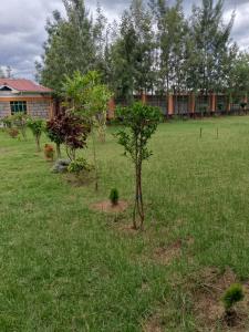 a group of trees in a field in front of a house at Haven Breeze Villas in Nakuru