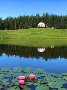 two pink water lilies in the middle of a pond at Ozols in Vecpiebalga