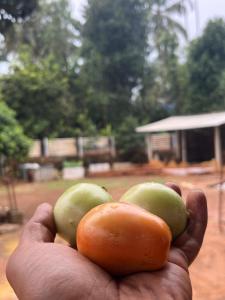 a hand holding three green and orange fruit at WAYNEST by SHELTERS in Meppādi +9 photos