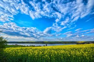 a field of rapeseed with a blue sky and clouds at Ferienwohnung Seese Wansleben am See in Wansleben