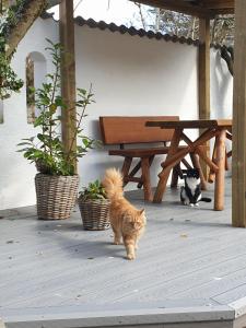 an orange cat walking in front of a picnic table at visitHOMES Faroe Islands in Leirvík +25 photos