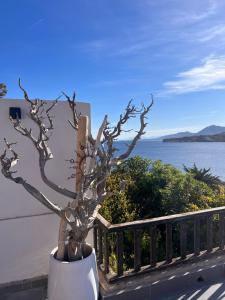 a plant in a white vase next to a fence at villa rêve in Calvi