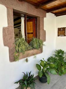 a window with plants on the side of a building at Balcón Néstor Álamo I in Tejeda