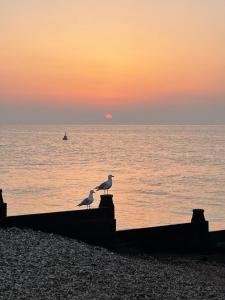 two seagulls sitting on a wall on the beach at sunset at The Dairy stylish chalet for 2 opp the beach 1 minute walk in Whitstable