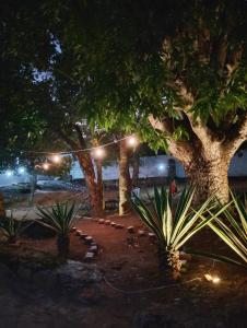 a park at night with a tree and lights at Pousada Raizes de Lencóis in Lençóis +37 photos