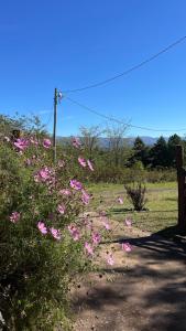 a bunch of pink flowers on the side of a field at Hospedaje Lourdes in Villa Yacanto